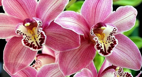 Разрушаем стереотипы, связанные с орхидеями