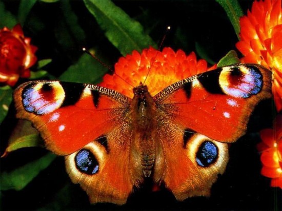 Как различать бабочек