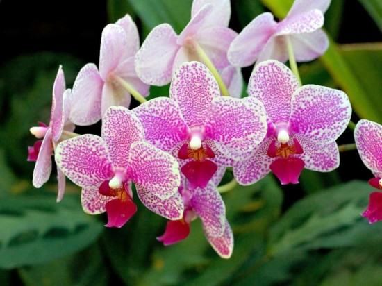 орхидеи 2