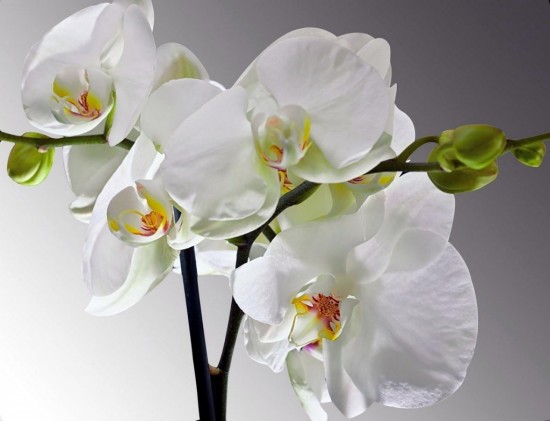 орхидеи 4