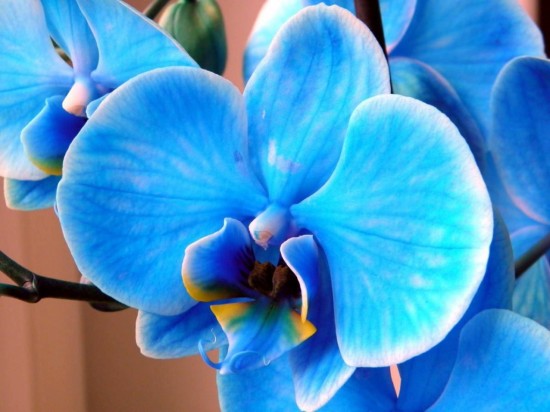 орхидеи 5