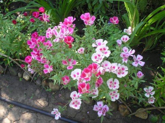 Выращивание цветов – удовольствие и радость3